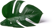 Leaf Icon