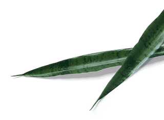 Leaf Image