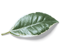 Image o1